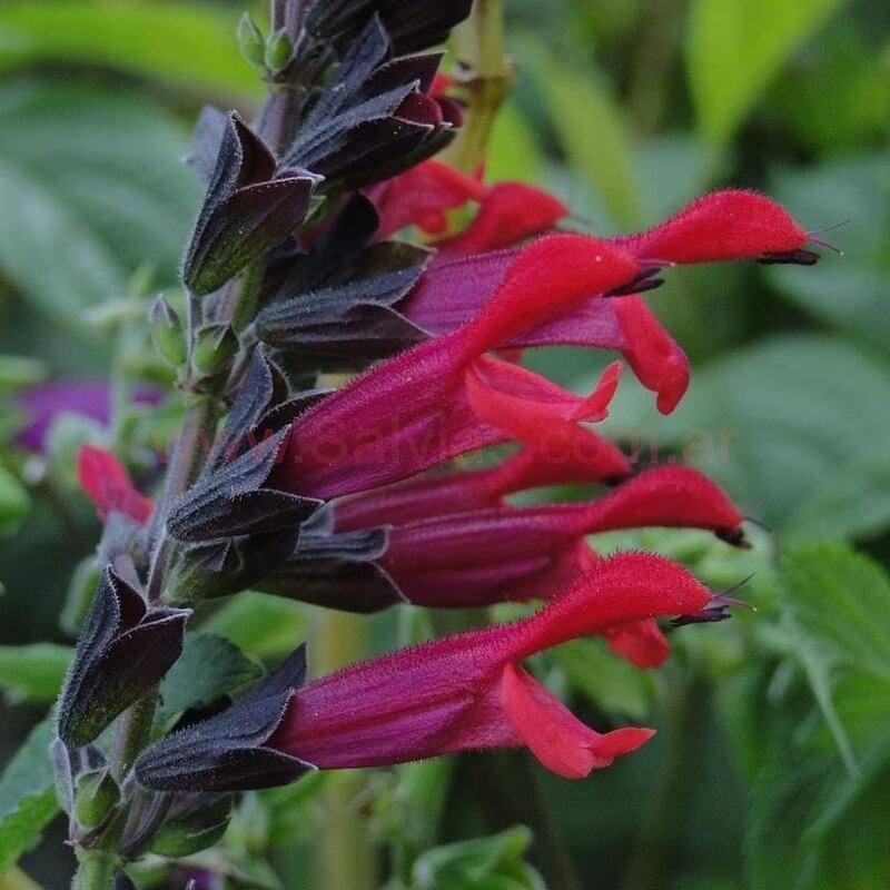 Salvia ’Amante’. Photograph: Camolin Potting Shed