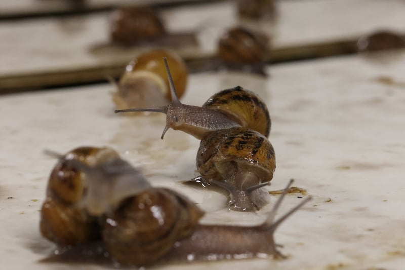 Snail (Helix Aspersa Muller) action in the breeding room. Photograph: Nick Bradshaw