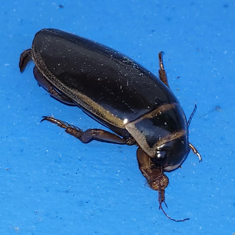 The great diving beetle