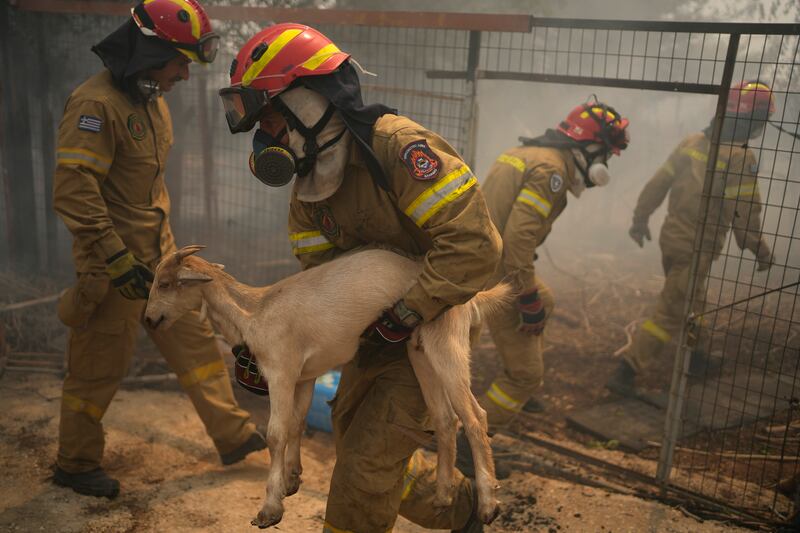 Firefighters evacuate a goat during a wildfire in Acharnes, a suburb of northern Athens, Greece. Photograph: Thanassis Stavrakis/AP