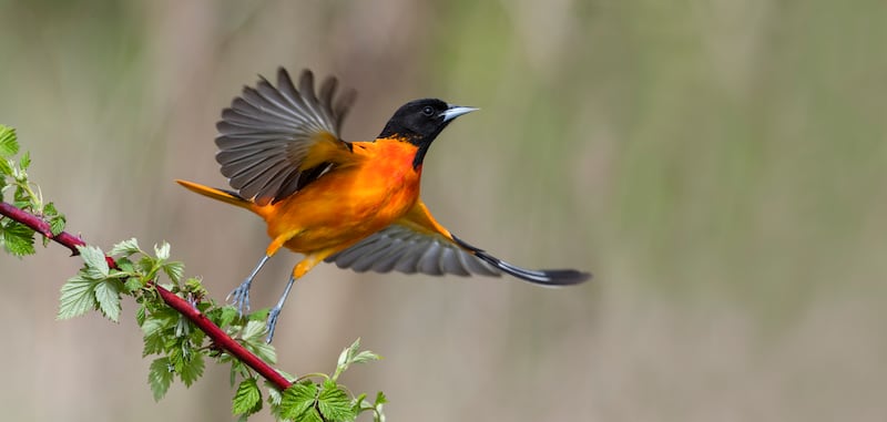 Discover the difference between a birder and a twitcher. Photograph: Getty Images 