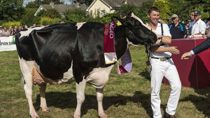 Philip Jones of  Gorey, Co Wexford, with  champion dairy cow Twizzle, is congratulated  at the 75th Virginia Agricultural Show  in Co Cavan on Wednesday. Photograph: Dara Mac Dónaill