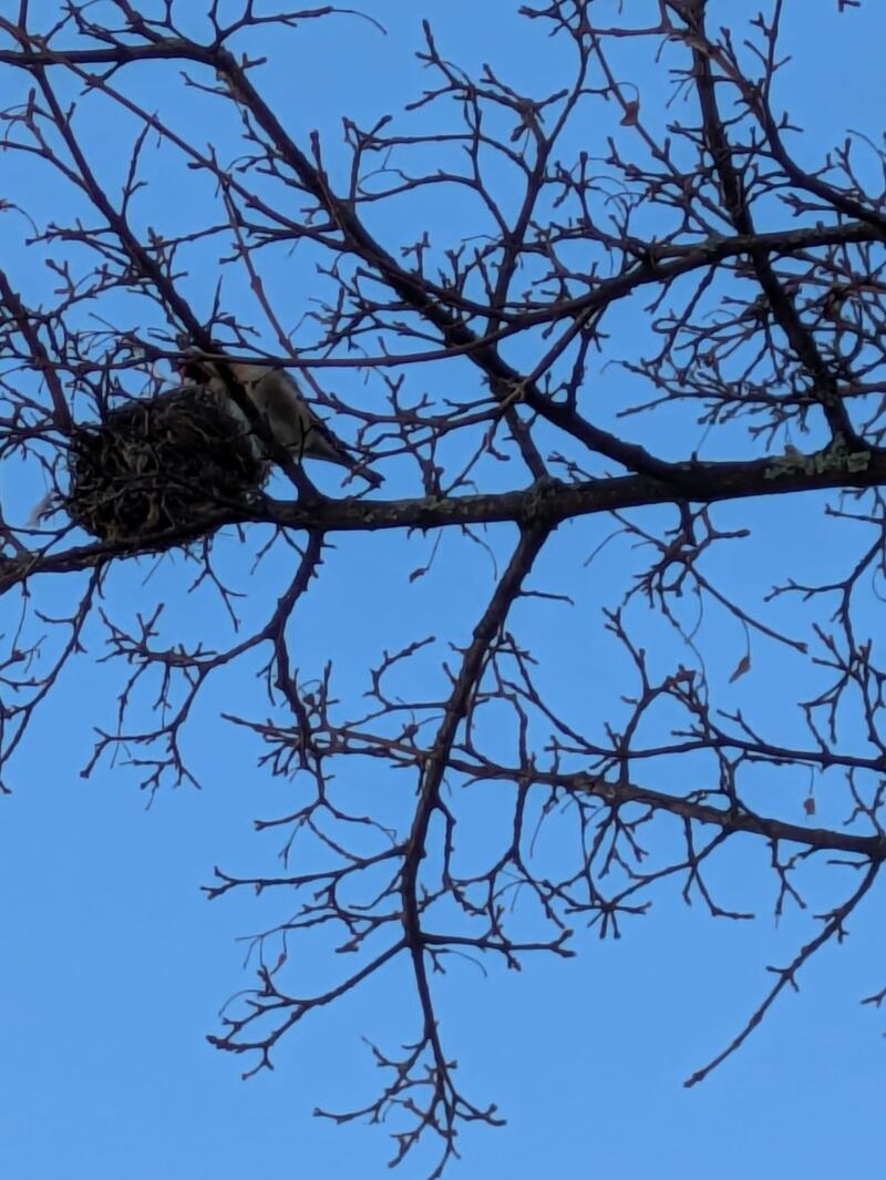 Goldfinch and nest, supplied by M Harding