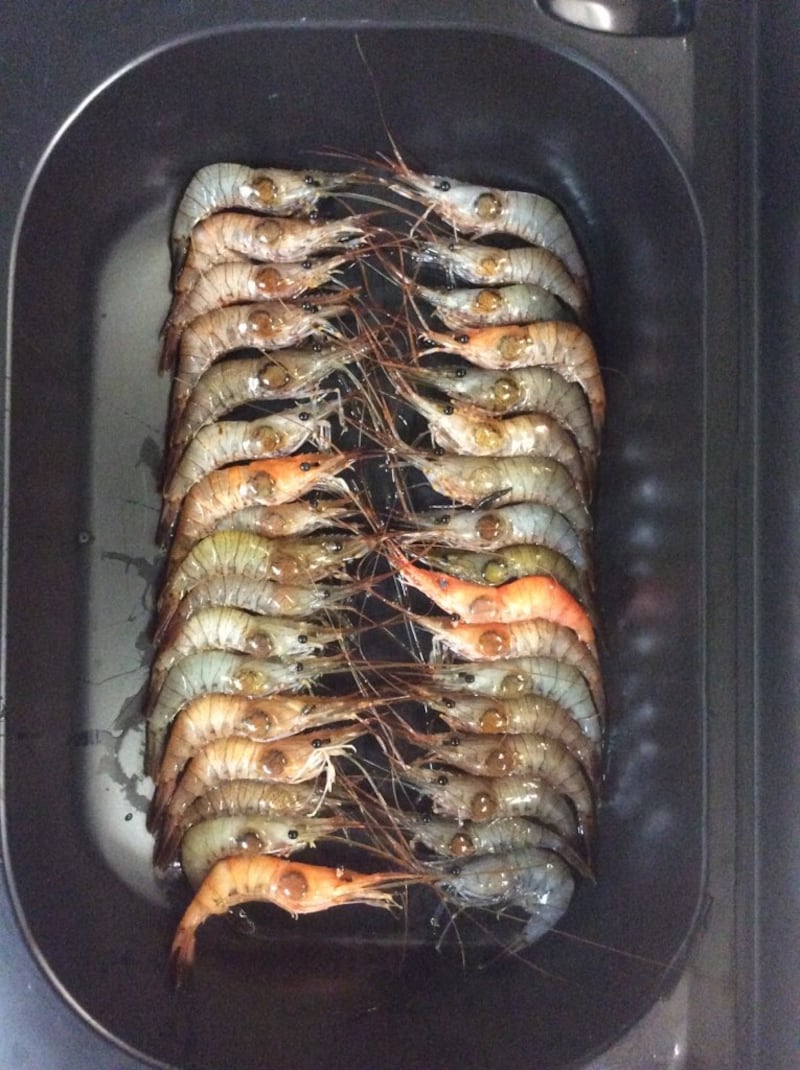 Shrimp infected with an isopod parasite – part of research work at GMIT.