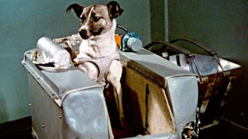 Laika, the stray dog from Moscow who was sent to space in November 1957