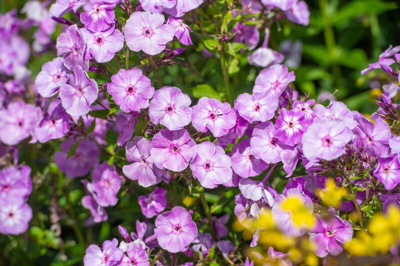 Flowers in the garden at Ballyvolane House, Co Cork. Photograph: Michael Mac Sweeney/Provision