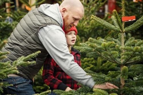 Christmas tree sales grow strongly as consumers ditch plastic