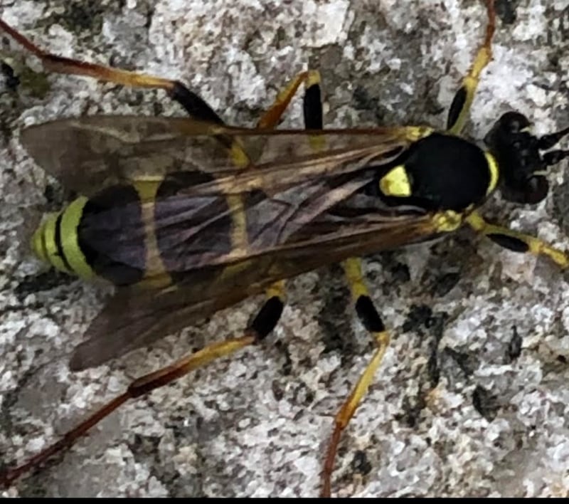 Ichneumon, supplied by Seamus