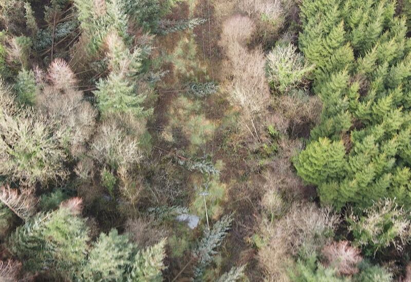 Drone footage shows trees down on powerlines in a coniferous forest in Co Leitrim. Photograph: Lisa McCrann