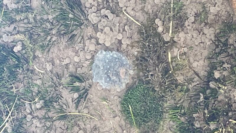 Frogspawn in Lough Cummeenoughter in the Magillycuddy Reeks.