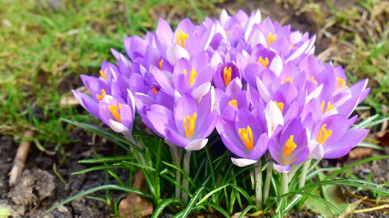 Crocuses.  Photograph: iStock