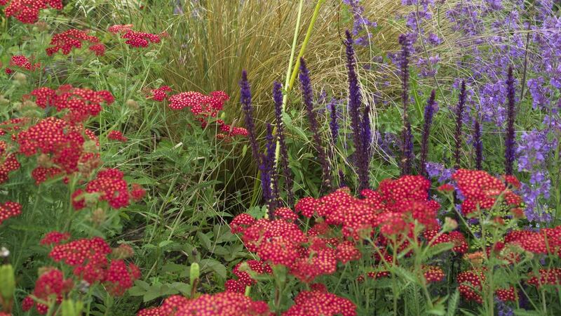 Strawberry-pink Achillea and purple nepeta flowering in June Blake’s garden in west Wicklow. Photograph:  Richard Johnston