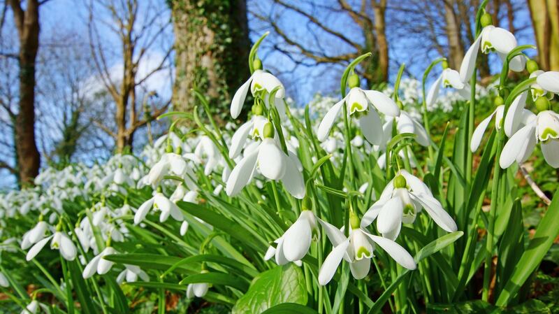 Snowdrops.  Photograph: iStock