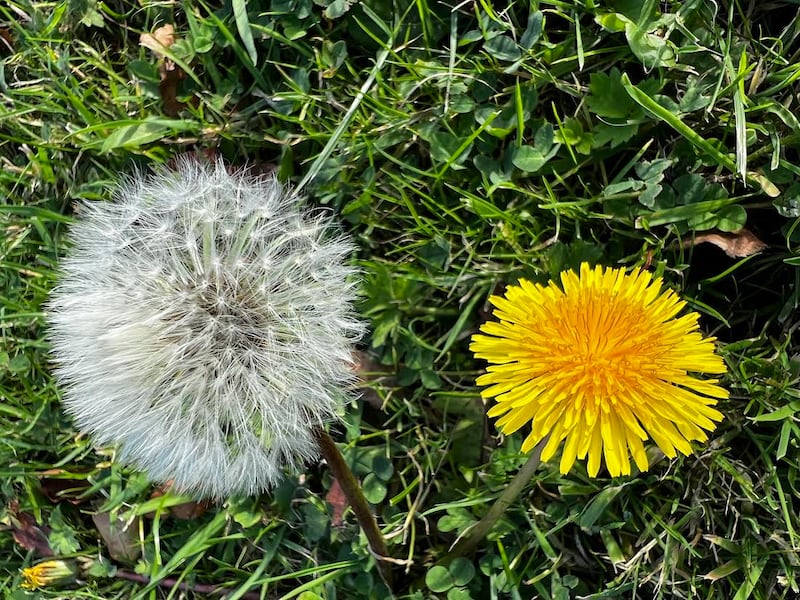 Dandelions. Photograph supplied by Olivia Flanagan