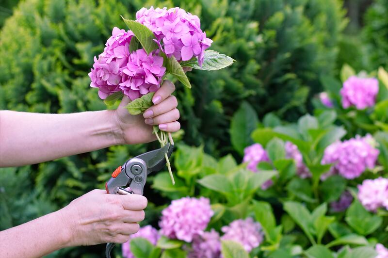 Confusing as it is, not all of these different species of hydrangeas are pruned in exactly the same way. Photograph: iStock