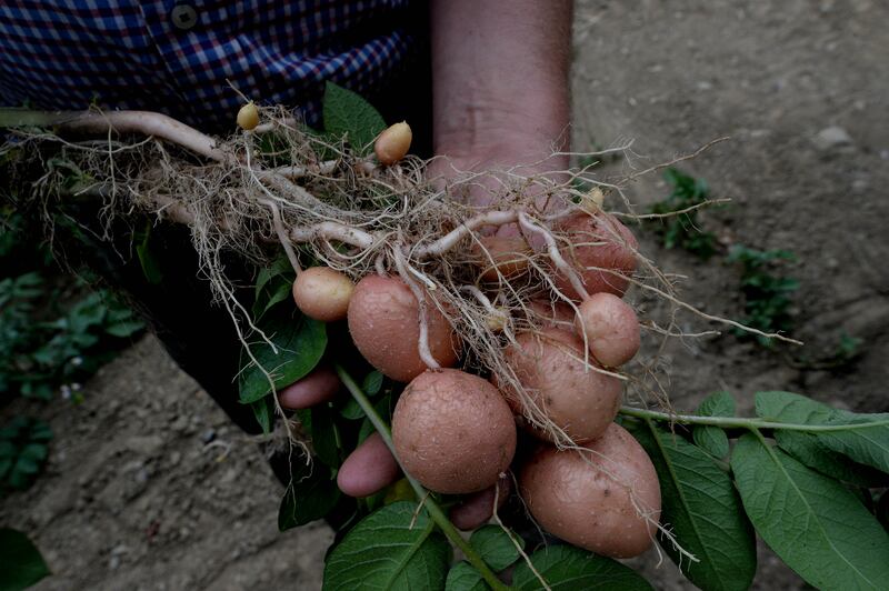 Nothing really compares to the memorably magical flavour of homegrown potatoes pulled fresh from the soil. Photograph: Cyril Byrne