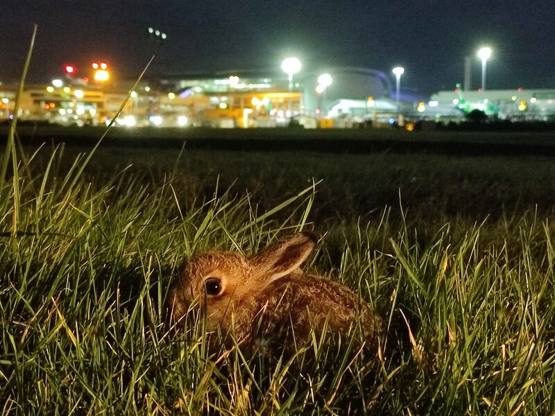 A leveret at Dublin Airport