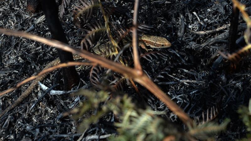 A lizard peeps out of the scorched earth on Bray Head. Photograph: Cyril Byrne