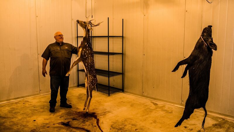 Buck Watson inspects an Axis buck shot the day before by an eight-year-old boy in a cooler at the Ox Ranch in Uvalde, Texas. Photograph: Daniel Berehulak/New York Times