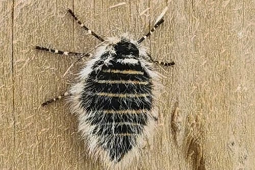 What a beauty: rare moth sighted in Connemara