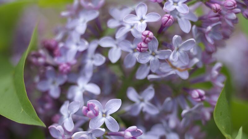 Lilac flowers’ lush beauty and haunting scent is hard to resist. Photograph: Richard Johnston