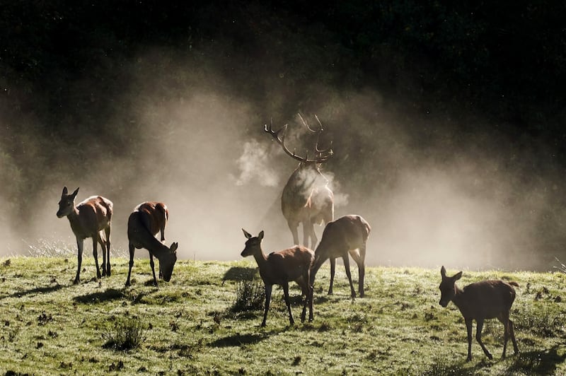 Red deer in the morning mist during the rutting season in Killarney National Park. Photograph: Barry Murphy