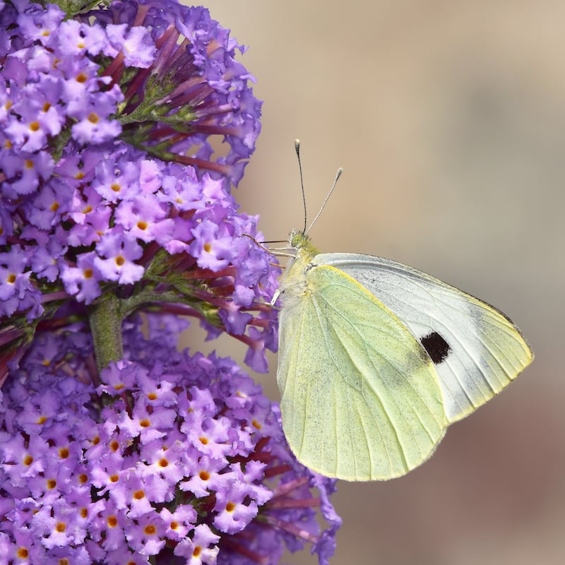 Buddleja davidii, a native of China and a cottage garden favourite. Photograph: iStock