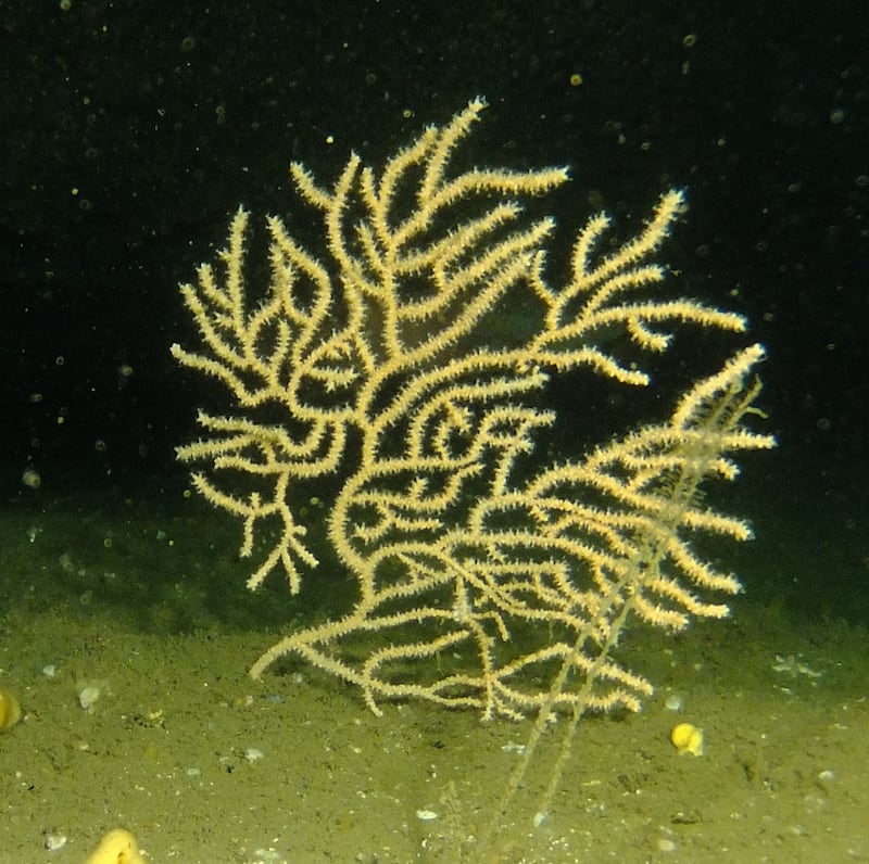 Pink sea-fan coral, Donegal coast. Photograph: Brendan Moran