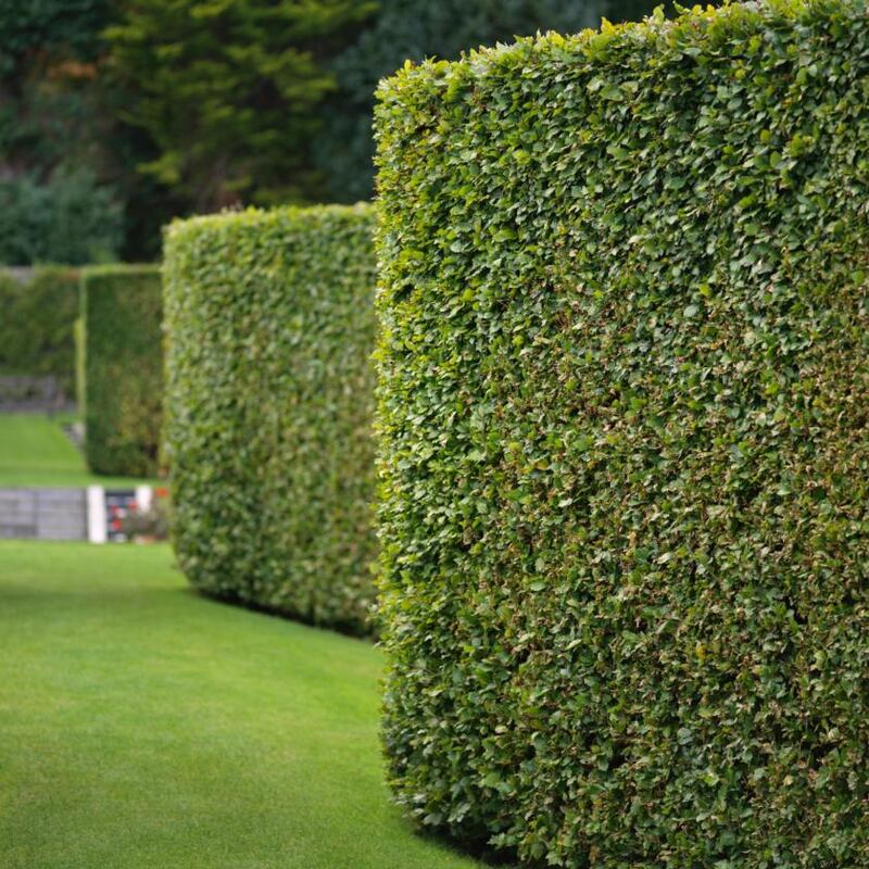 Smartly trimmed deciduous hedges in the gardens of Glenarm Castle. Photograph: Richard Johnston