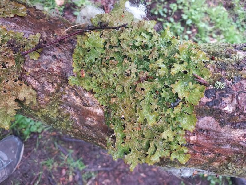 Lungwort lichen. Photograph: S O’Toole