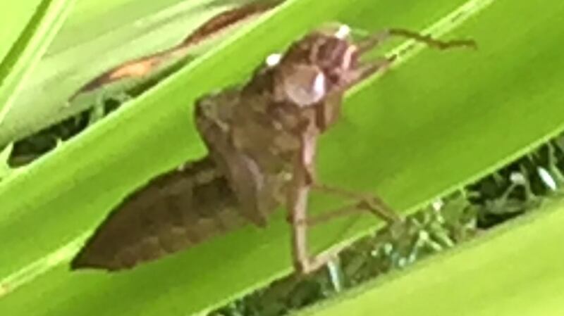 Dragonfly nymph