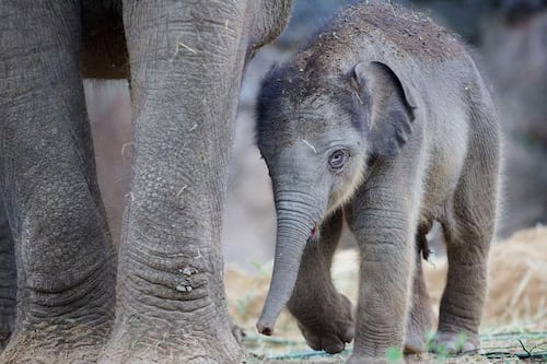 Seriously cute: Bull elephant calf born at Dublin Zoo