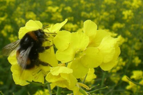 Bees’ preference for insecticide-laced flowers puts them at risk