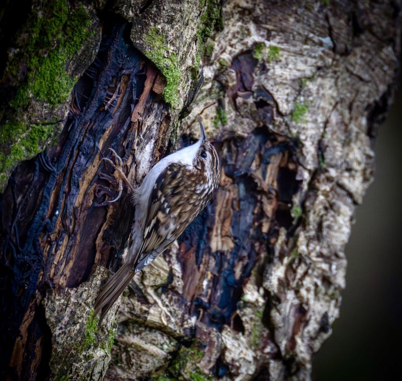 treecreeper, supplied by John B Glynn