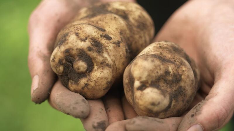 Underground slug damage to tubers can increasingly be a problem at this time of year, so take appropriate precautions. Photograph: Richard Johnston