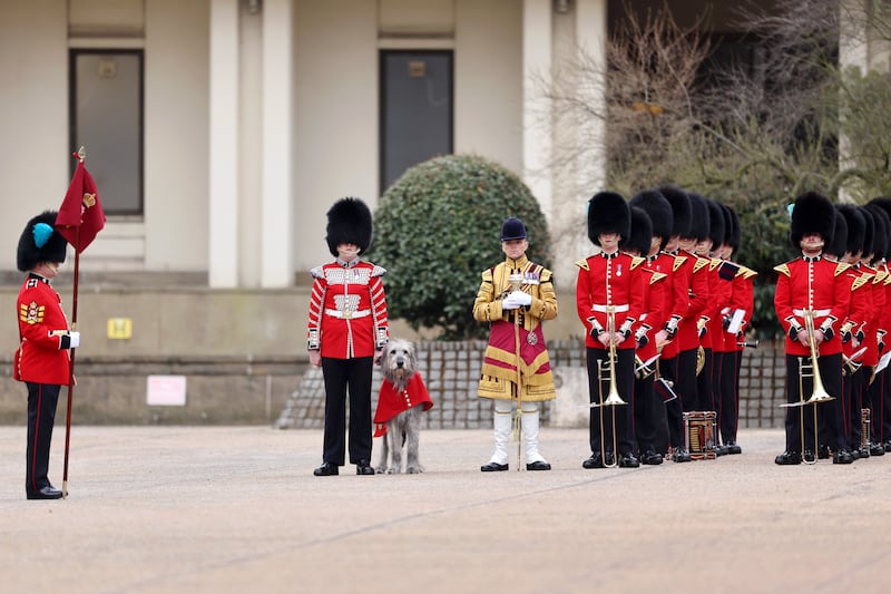 Turlough Mór, the Irish Wolf Hound regimental mascot, alongside members of the Irish Guards during the 2025 Irish Guards' St. Patrick's Day Parade at Wellington Barracks in London, England. 
Photograph: Chris Jackson/Getty Images