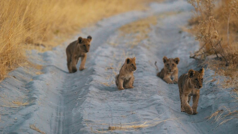 Lion cubs in the Okavango Delta. Photograph: A&K/PA