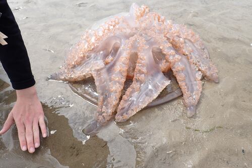 Unusually large numbers of jellyfish being washed up on Irish shores 