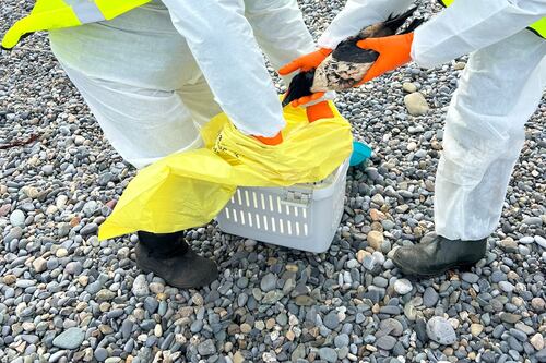 Several birds found dead following oil spill in Irish Sea between Dublin and Wexford