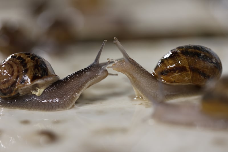 The slime or mucin from the snails is used for beauty products as well as treatments for shingles and eczema.  Photograph: Nick Bradshaw