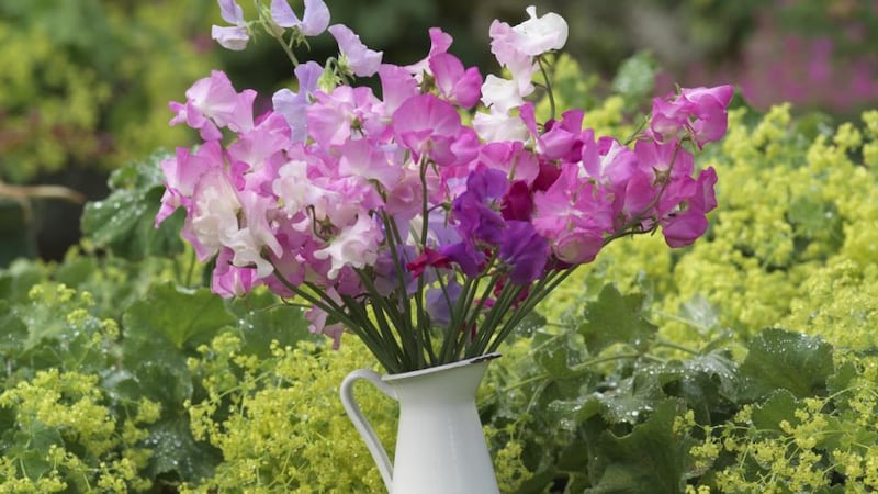 Sweet pea flowers. Photograph: Richard Johnston