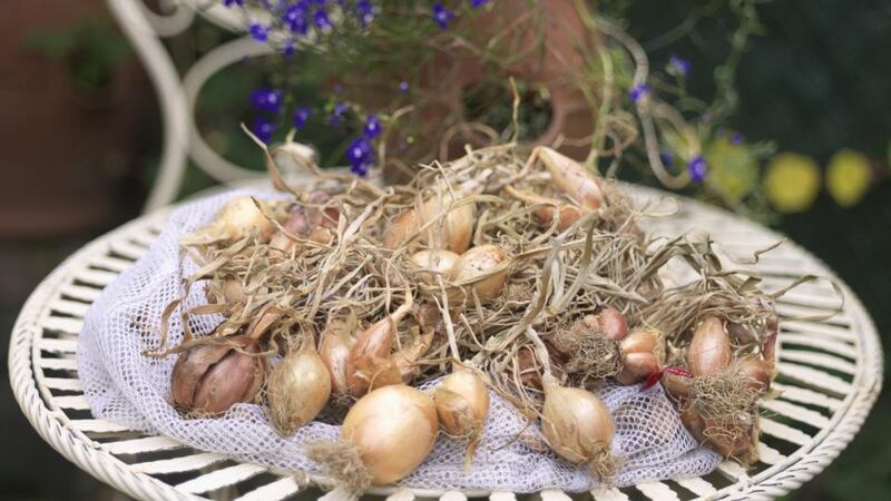 Once their stems start to yellow, start harvesting onions, shallots and garlic. Photograph: Richard Johnston