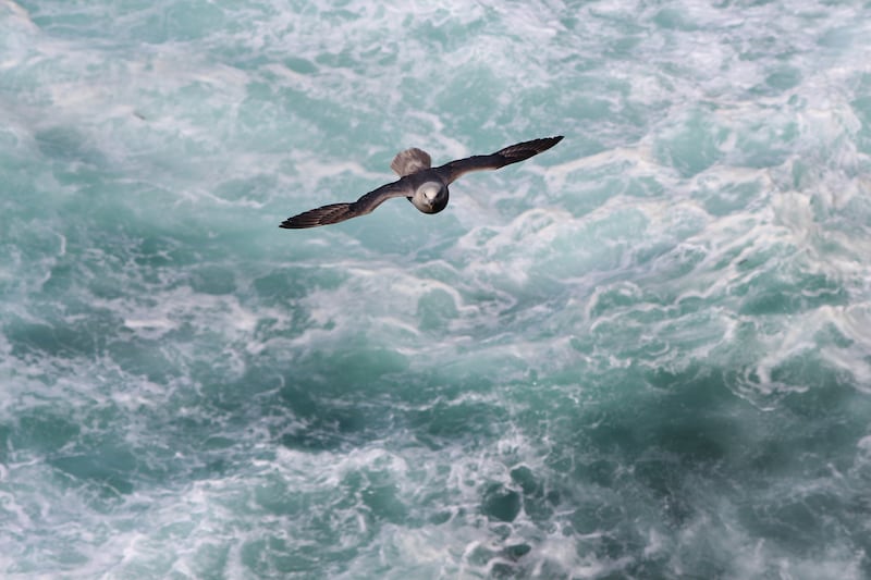 Fulmar gliding towards cliffs on Rathlin Island. Photograph: iStock