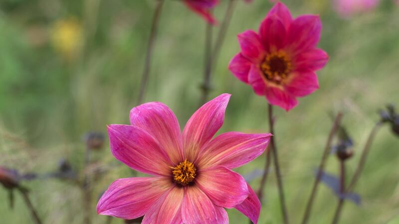 Single-flowered dahlias are great for pollinating insects. Photograph: Richard Johnston