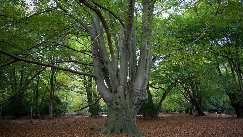 Turner’s memoir circles Epping Forest, a nearly 6,000-acre area of ancient woodland straddling the border between Essex and Greater London. Photograph: Dan Kitwood/ Getty Images