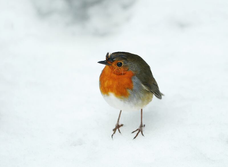 A robin redbreast in the Dublin mountains following heavy snow fall. Photograph: Brian Lawless 