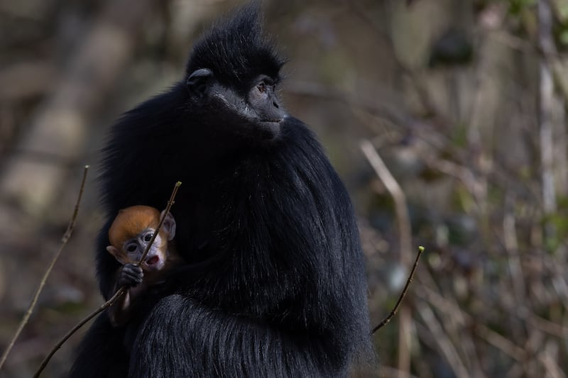 The bright orange baby François' langur monkey born in Fota Wildlife Park to mother Mei, and father Shinobi. Photograph: Darragh Kane