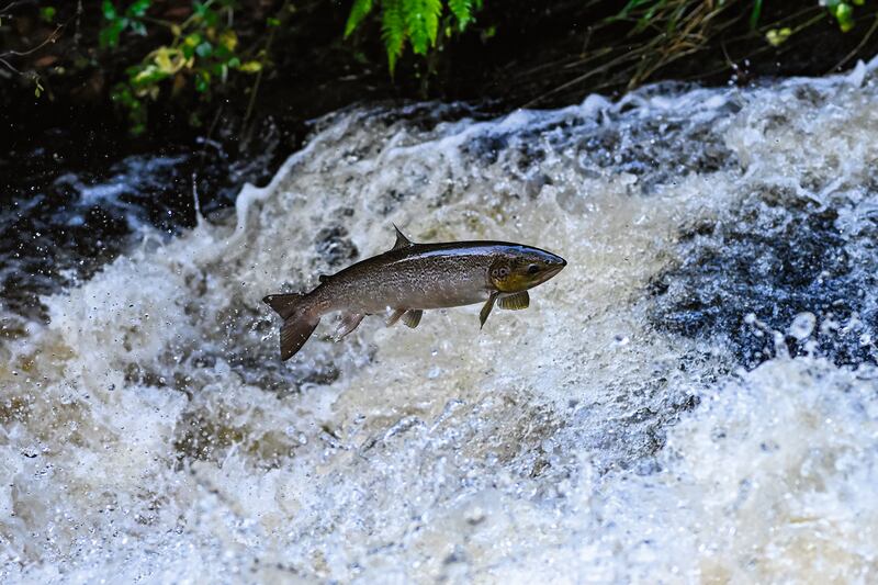 A salmon leaps from a river in full flow. Photograph: Will O'Connor