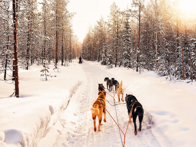 Husky sledding in Swedish Lapland is a fantastic experience for families