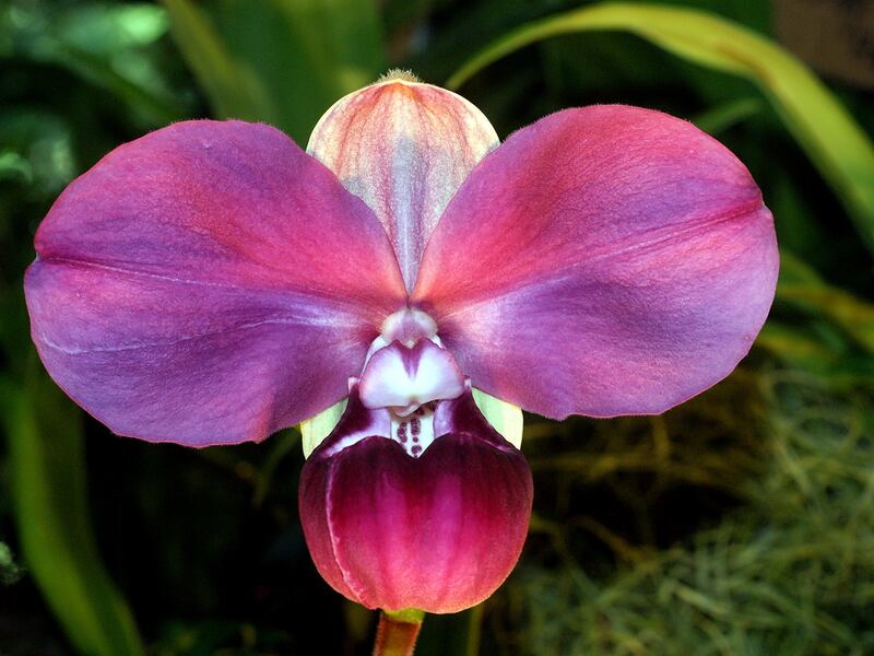 An orchid